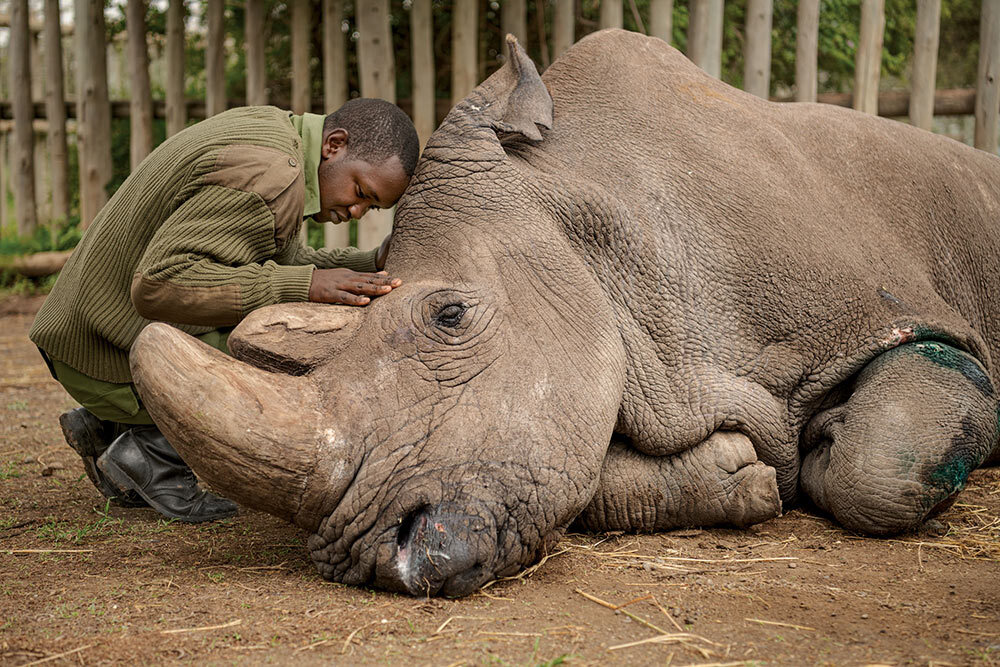 Joseph Wachira, a keeper at the Ol Pejeta Conservancy in Kenya, says goodbye to Sudan, the last male northern white rhinoceros. Sudan died in 2018. Two females of the subspecies remain.