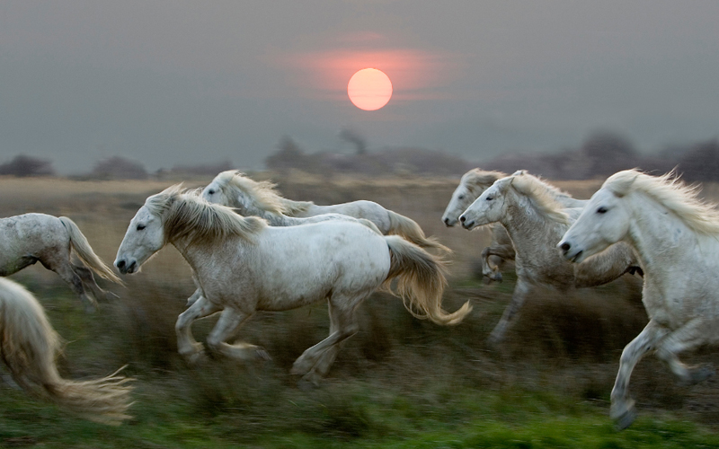 Horses excel at short sprints, but in long races, humans can catch up thanks to our ability to cool down through sweating and maintain steady energy over time. 