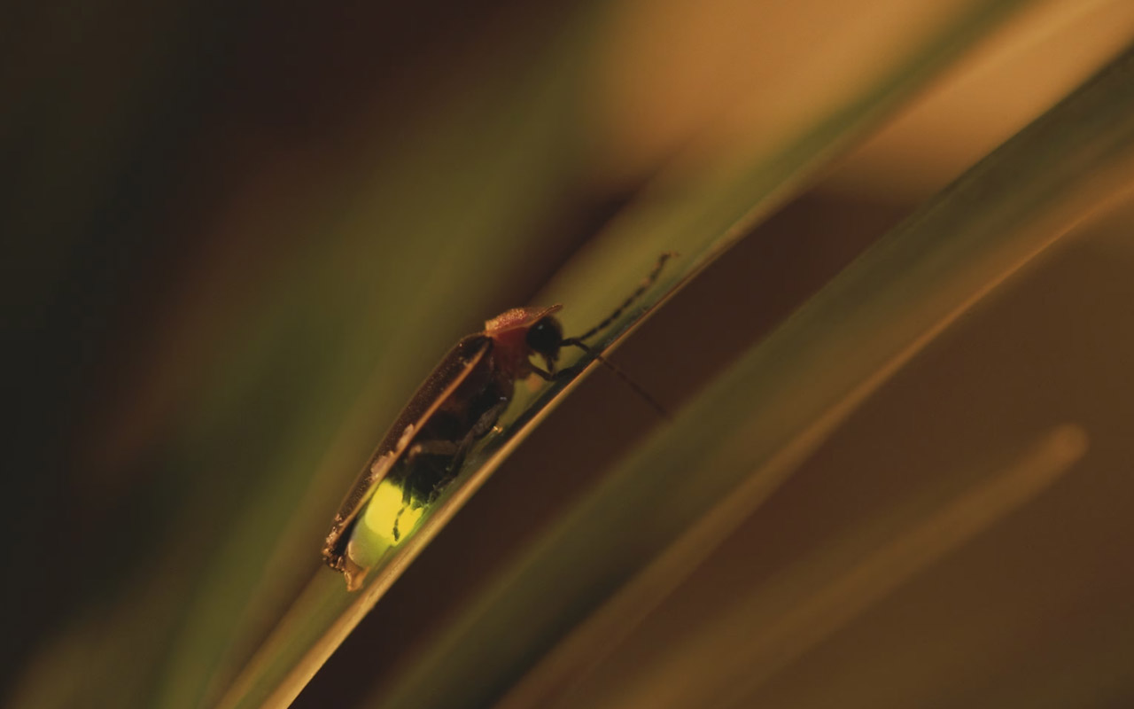 A firefly—also known as a lightning bug—clings to a blade of grass in Washington, D.C.