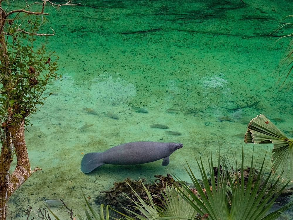 A photo of a manatee in clear calm water