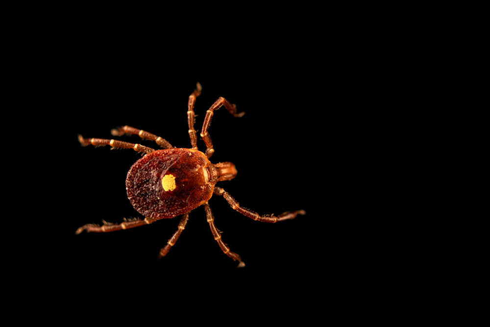 A Lone Star tick at Spring Creek Prairie Audubon Center in Denton, Nebraska.