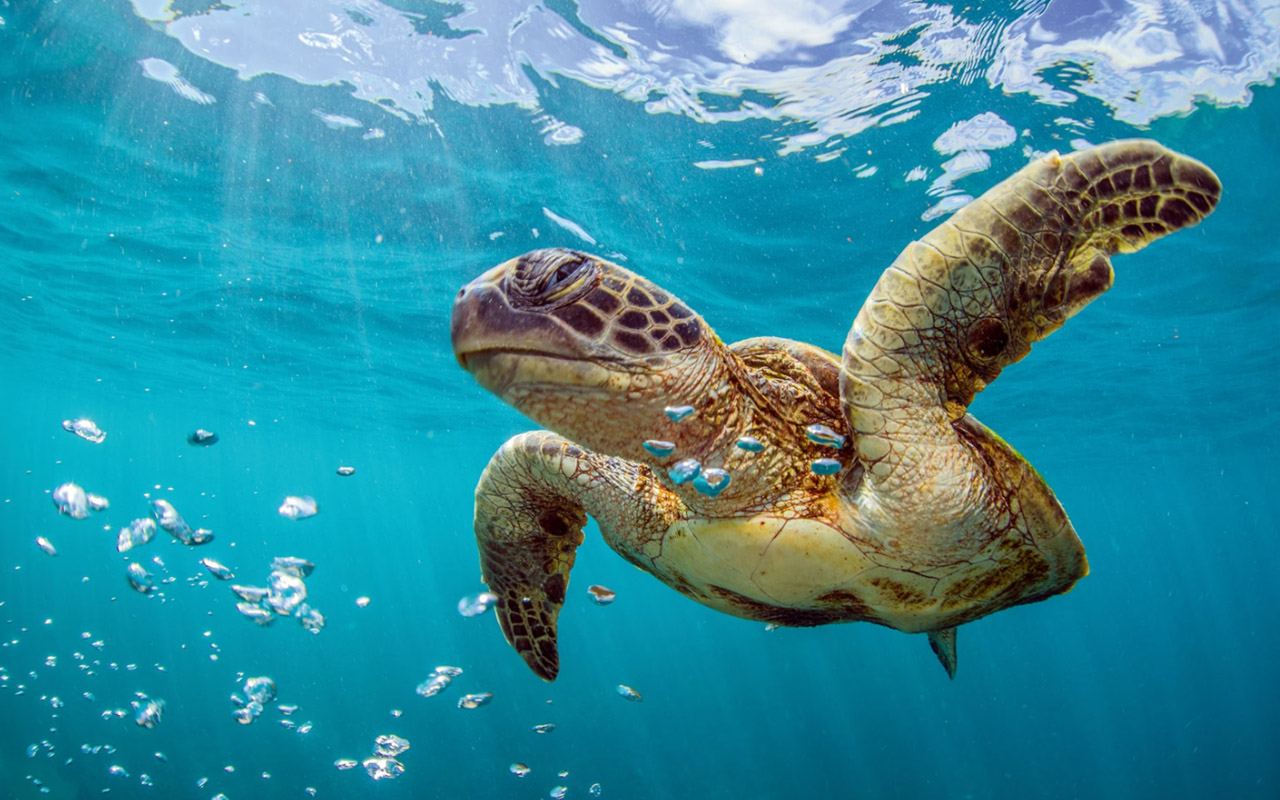 Up close shot of a turtle swimming in Ningaloo Reef.