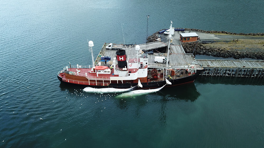 a whaling ship in Iceland