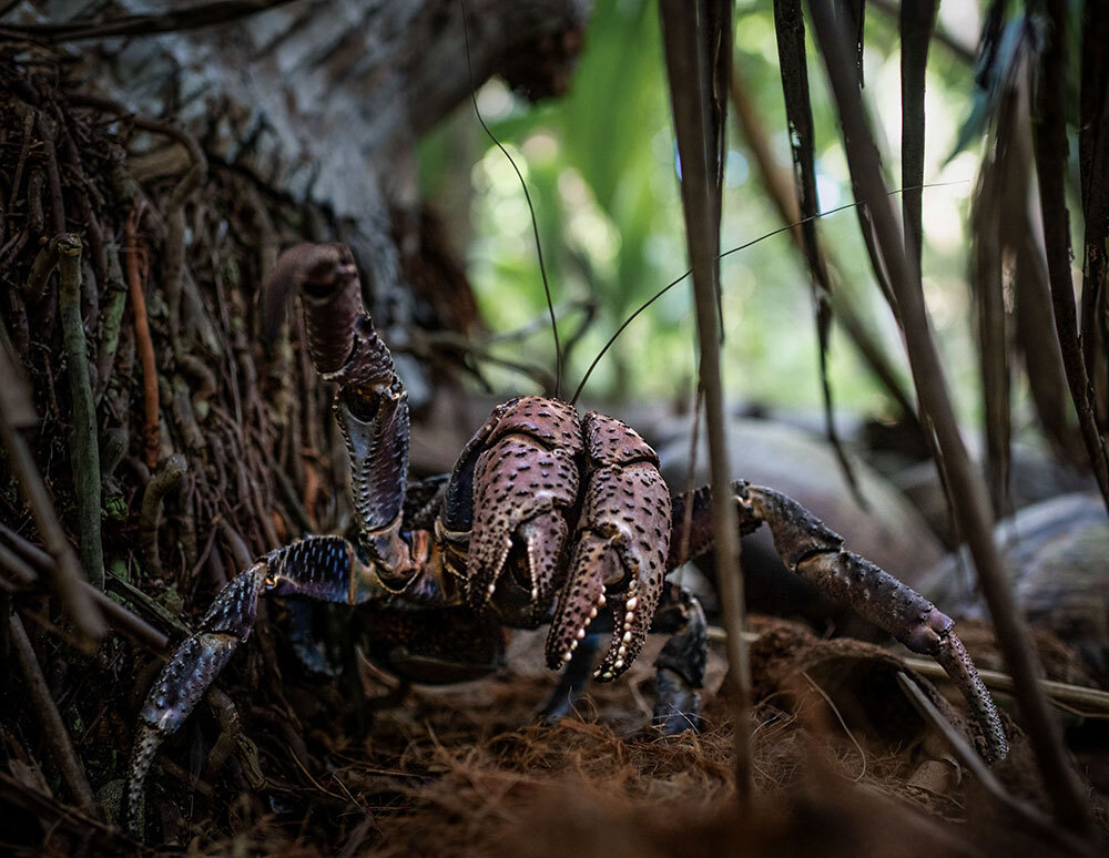 A coconut crab on Nikumaroro Island.