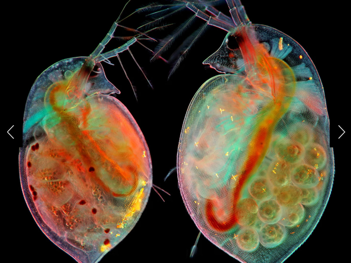 These water fleas (Daphnia sp.) can reproduce asexually by cloning themselves. The two pictured have embryos (left) and eggs (right). 