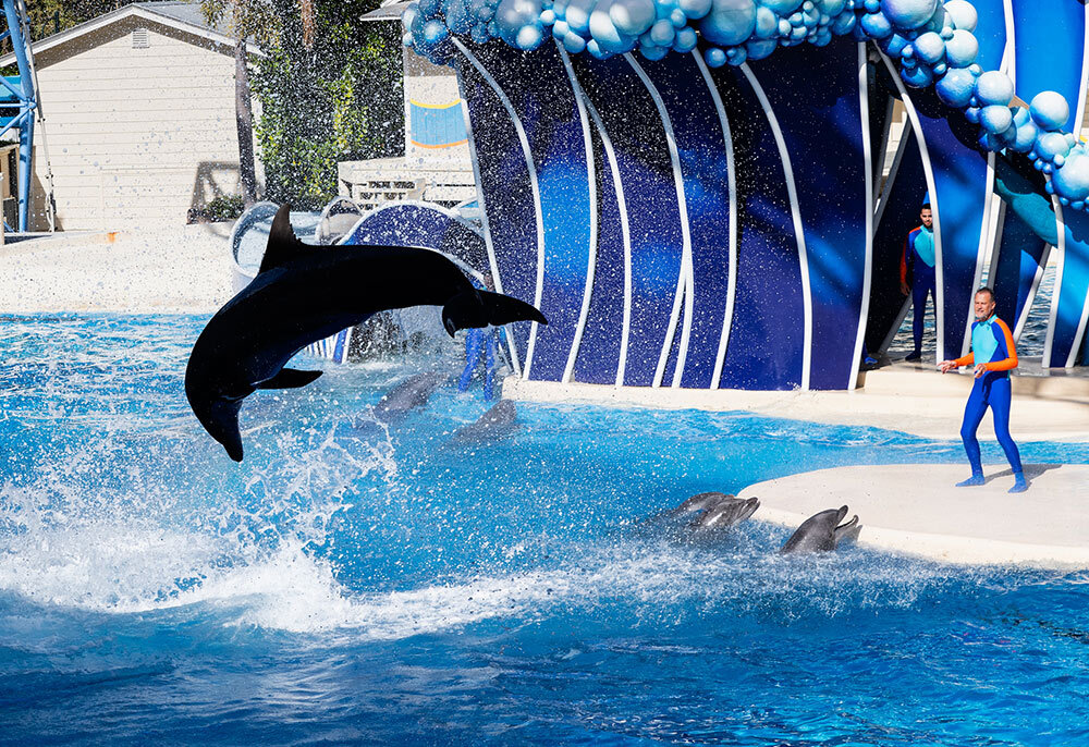 a dolphin at SeaWorld performs