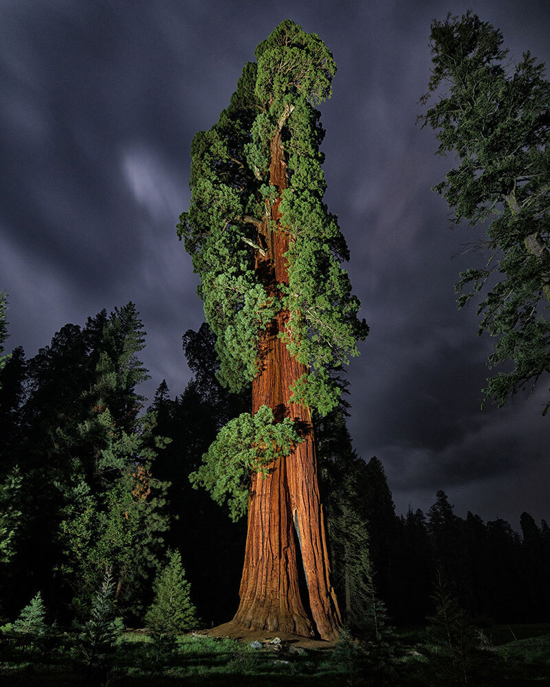 A picture of a massive sequoia tree