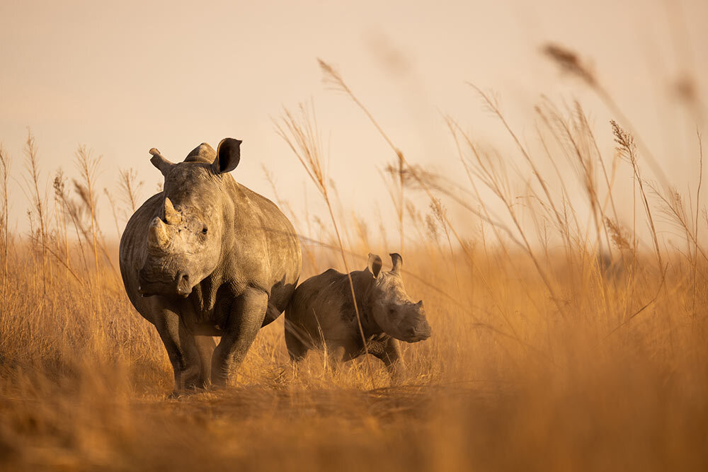 This white rhino and calf, photographed in August 2023, are among 2,000 rhinos that will be released into the wild over the next decade.