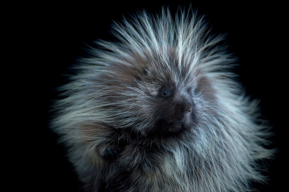 A portrait of a female porcupine in front of a black background