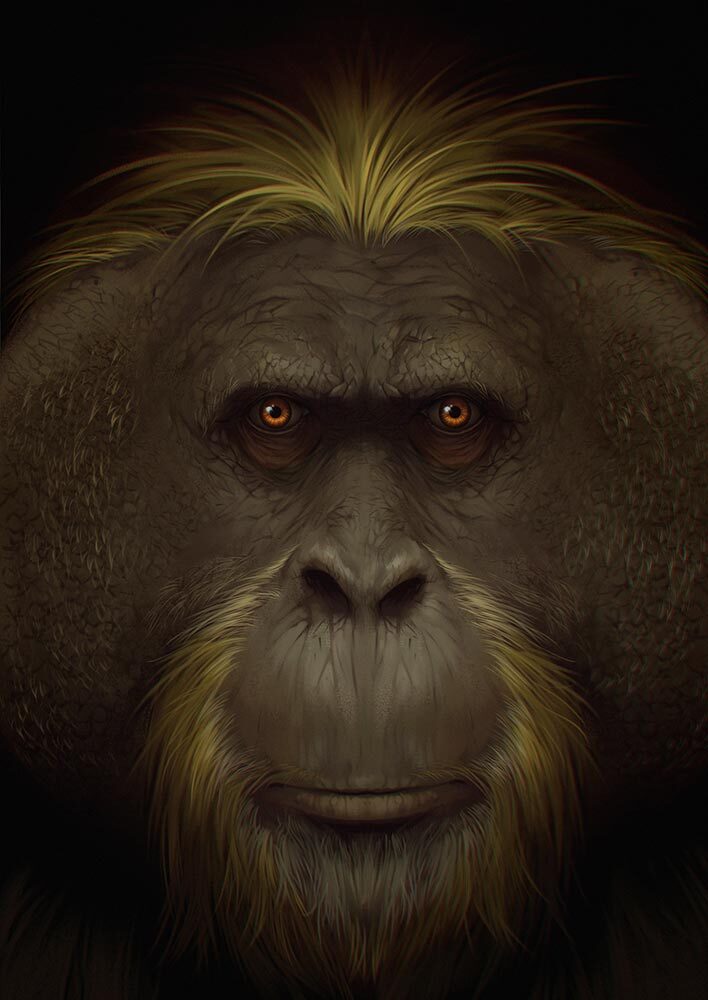 An illustration of the face of Gigantopithecus blacki