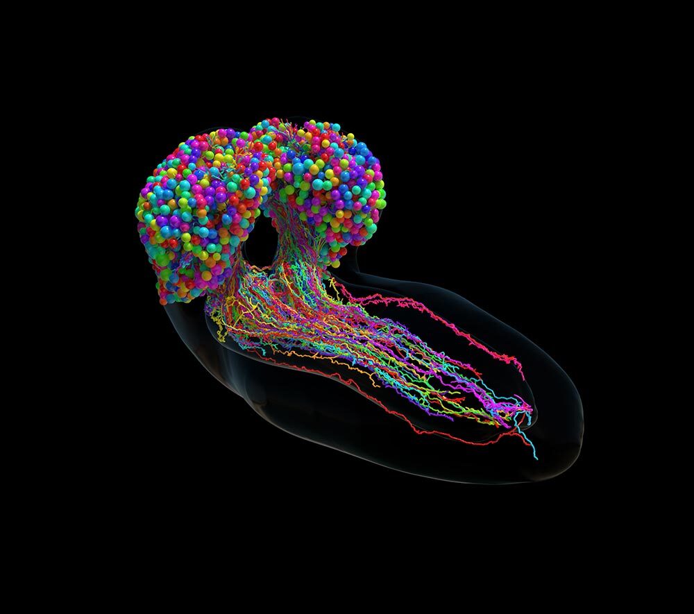 For the first time ever, researchers have fully mapped the brain wiring of an insect. This illustration shows the morphology of the differentiated central nervous system (CNS) neurons in a fruit fly.