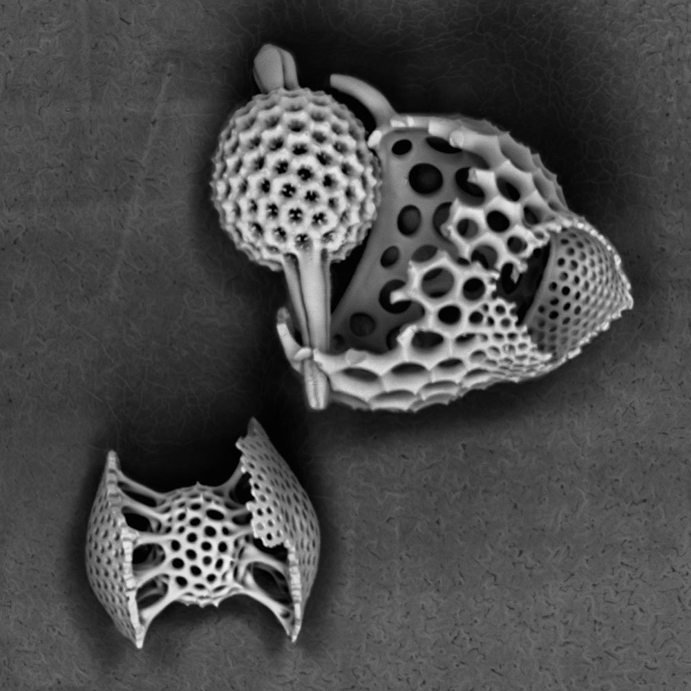 Super-tiny radiolarians, captured by the world's smallest scanning electron microscope