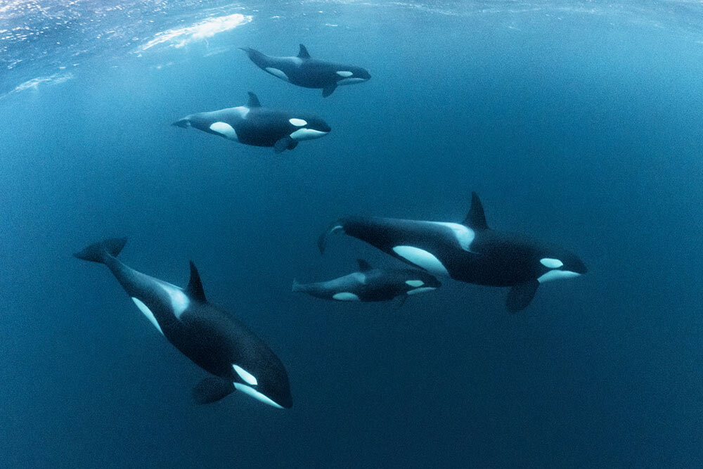 orcas swimming