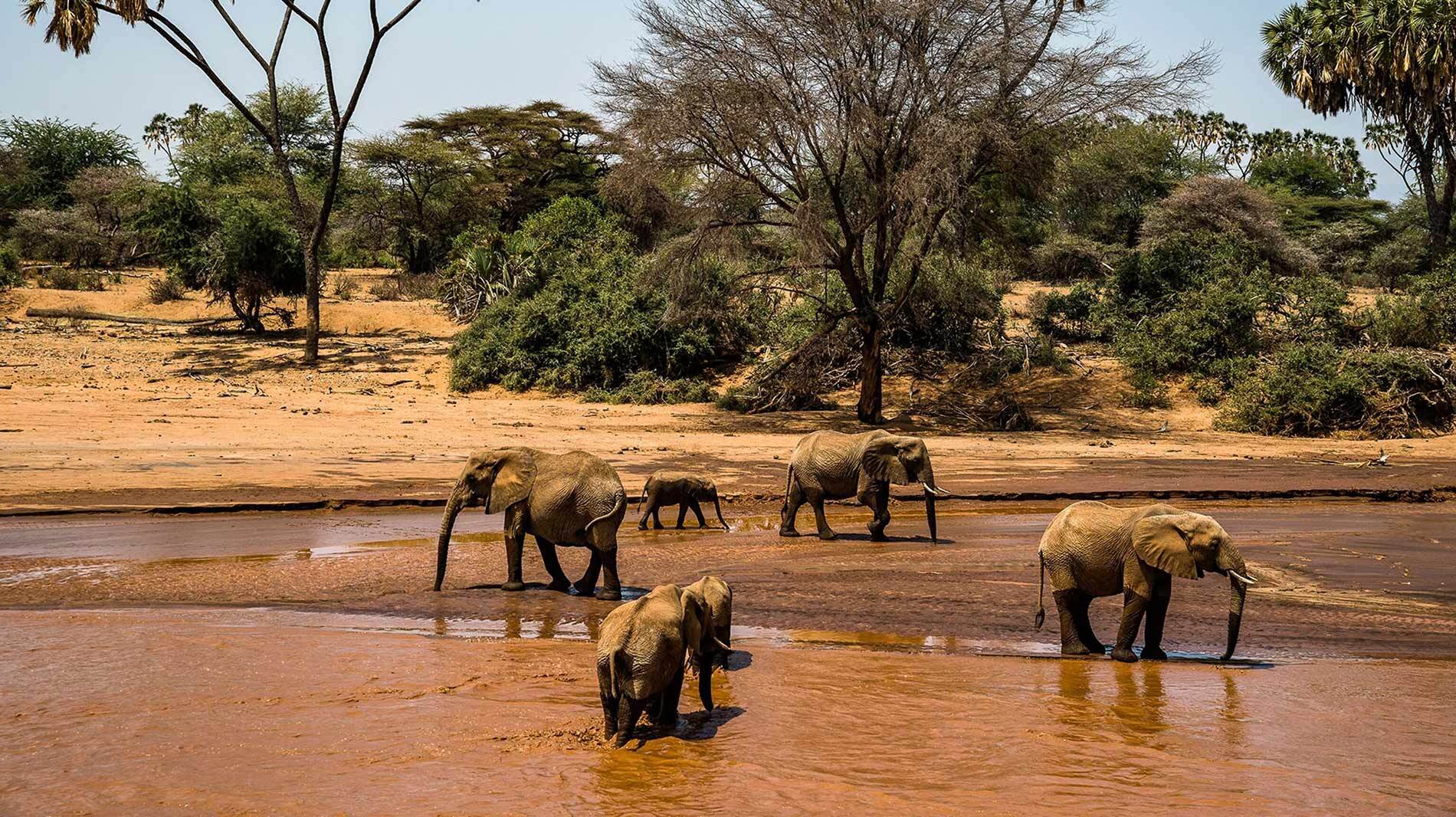 A herd of elephants crosses the Sarara River in Kenya's Namunyak Wildlife Conservancy. Founded in 1995, Namunyak has provided a sanctuary for elephants, supported by ecotourism.