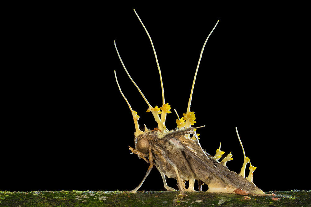 A picture of a fungus emerging from a moth body