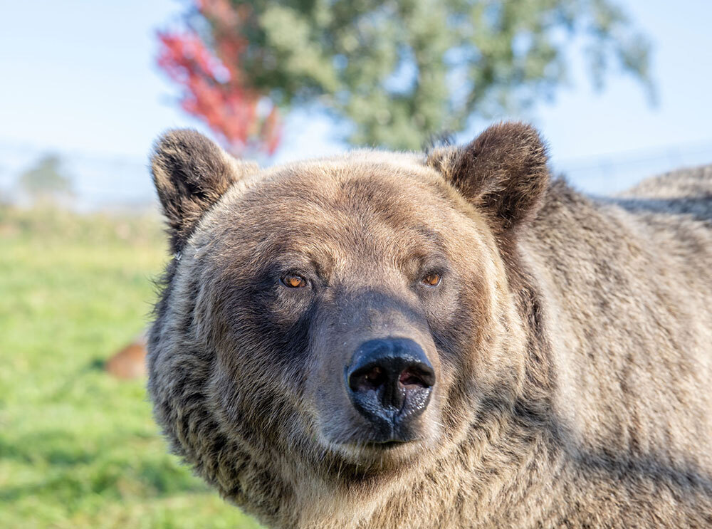 A picture of a grizzly bear