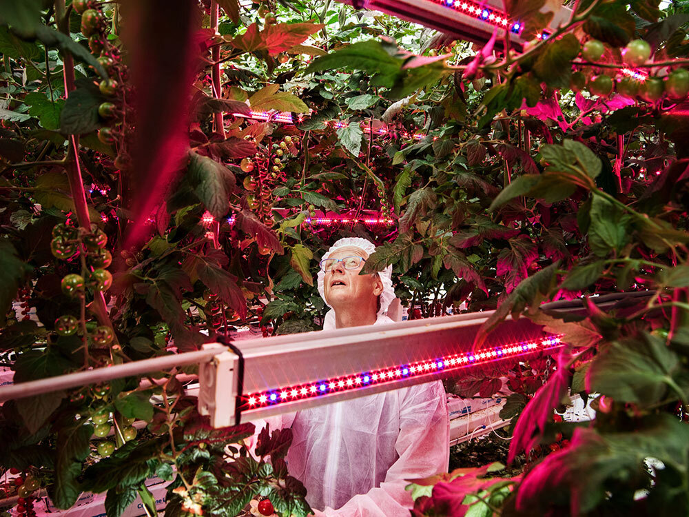 a plant scientist in a green house growing tomatoes with red LED lights