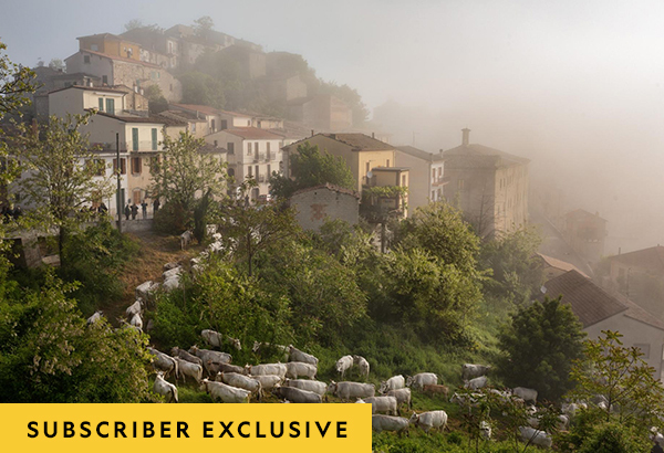 A herd of 300 enters Castropignano, during the last day of a 112-mile, four-day cattle drive from Puglia to summer meadows in Molise, a seasonal migration called a transhumance.