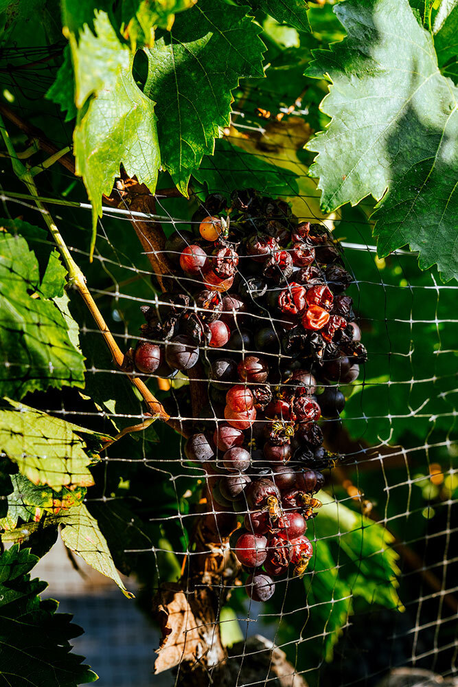 A picture of a ripe bunch of red grapes