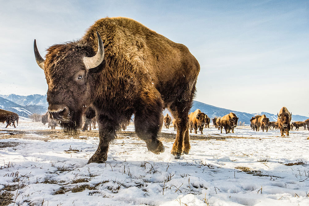 The American bison roaming the National Elk Refuge in Wyoming