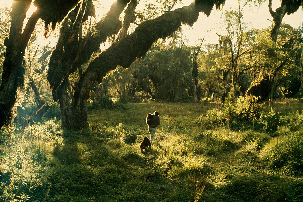 Dian Fossey takes the two gorillas into the forest for observation