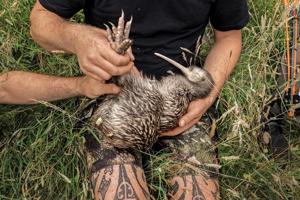 Field specialists examine a North Island brown kiwi