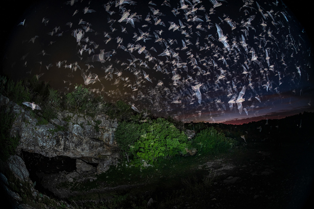 Thousands of bats captured with flash as they take to the night sky, the last traces of sunset light on the horizon.