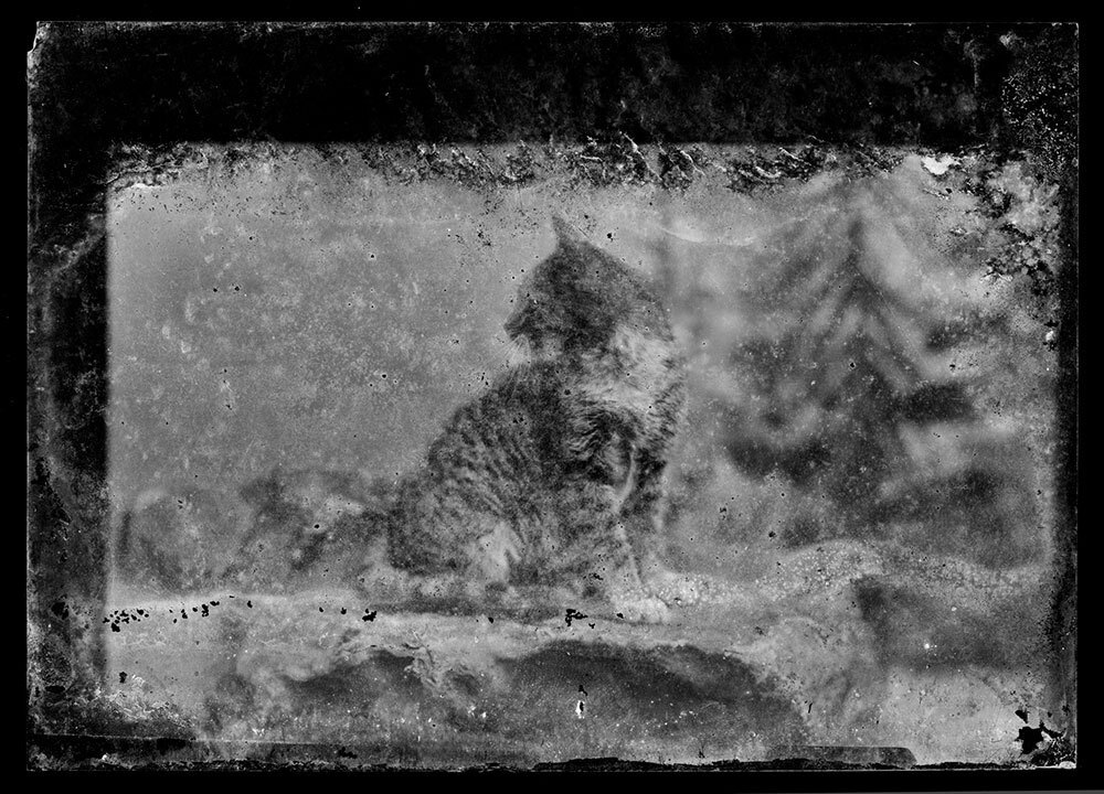 A 19th century glass negative of a cat