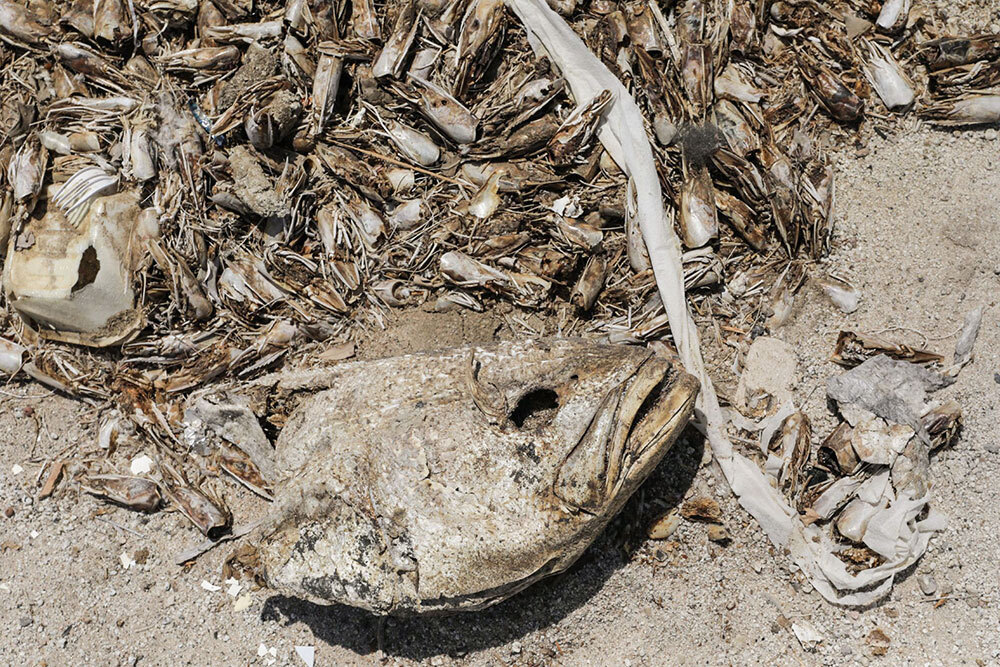 A massive dried fish head nearly blends in with the sand