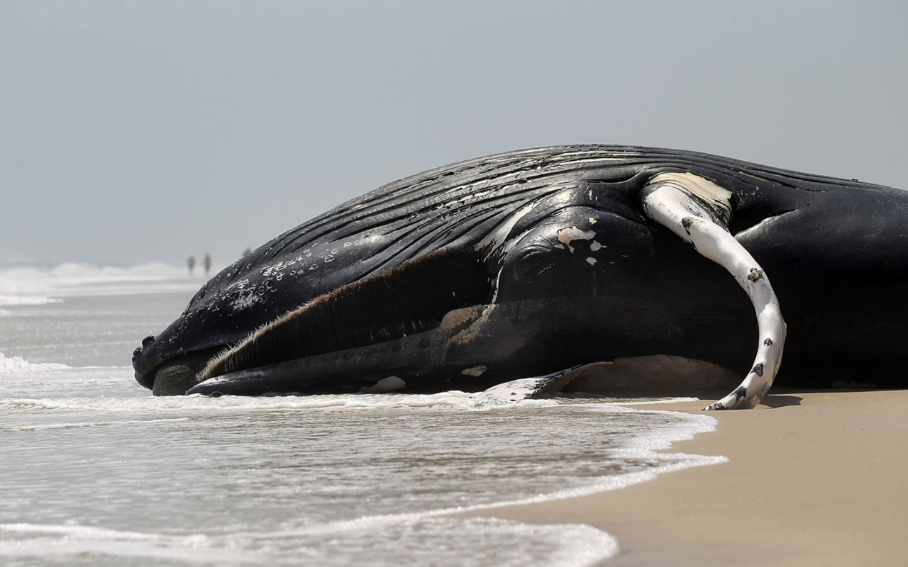 A 25-foot-long dead humpback whale calf lies on the beach after it washed ashore on a beach in New York.