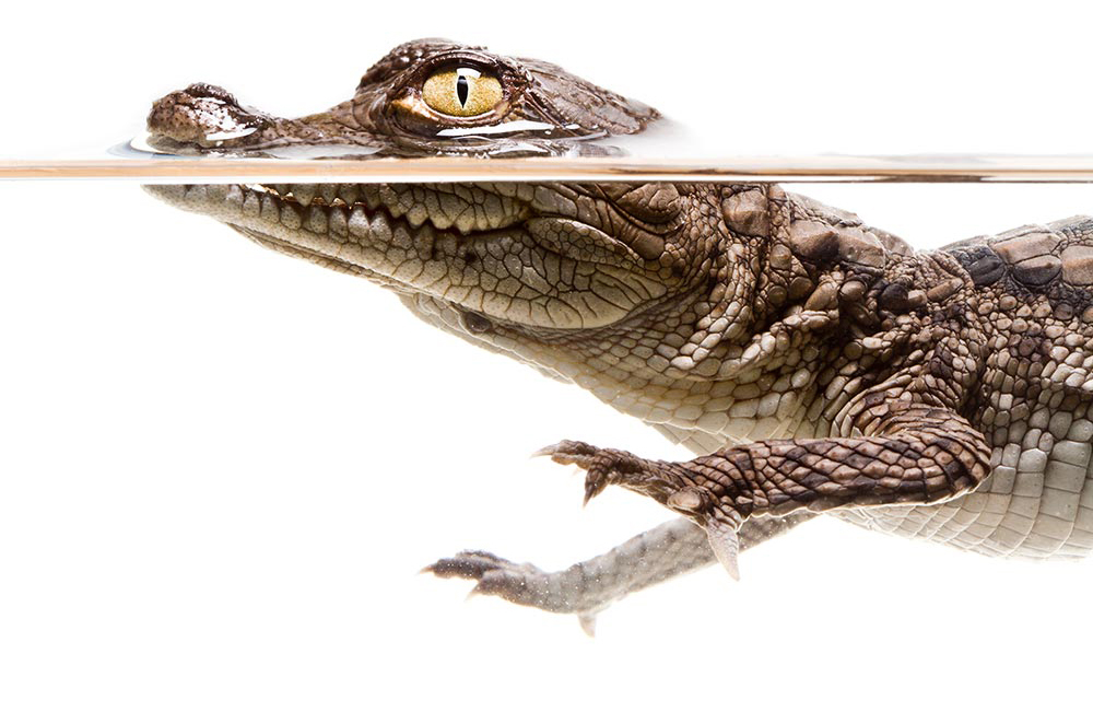 A juvenile American crocodile (Crocodylus acutus).