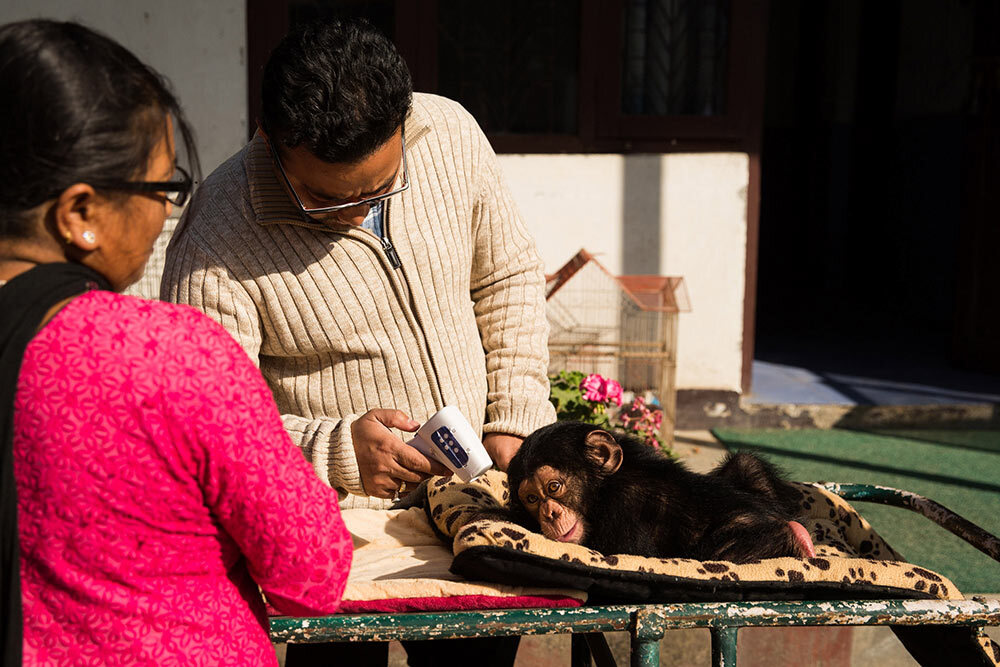 two people rescue a chimpanzee from a smuggling operation