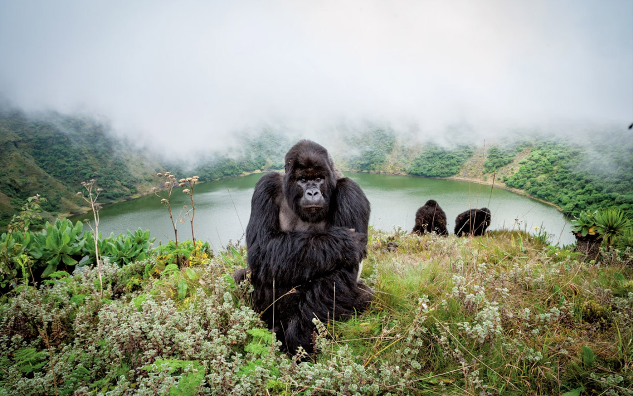 A gorilla in Rwanda’s Volcanoes National Park.