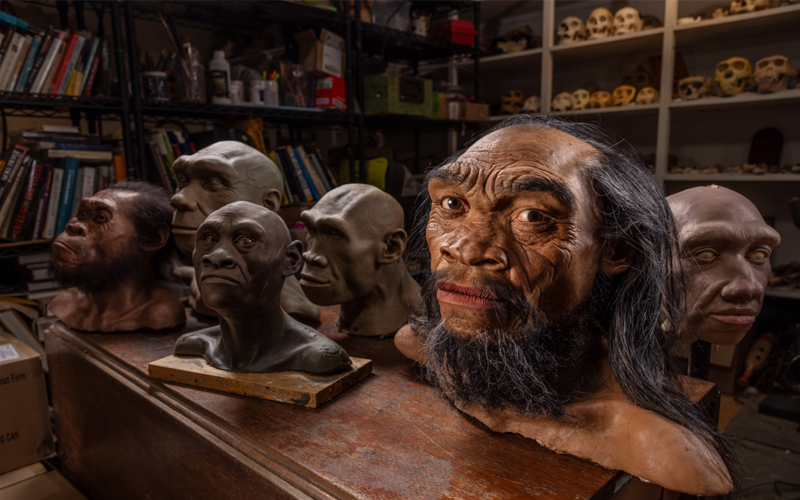 When Homo sapiens appeared some 300,000 years ago, other human species already shared the planet. Here, in the studio of paleoartist John Gurche, are model representations of those lineages (from left): H. naledi, H. heidel- bergensis, H. floresiensis, H. erectus, H. longi, and H. neanderthalensis. 