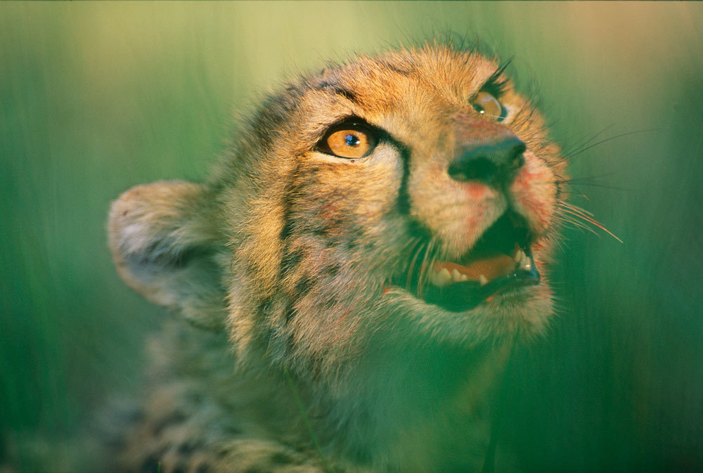 A cheetah photo