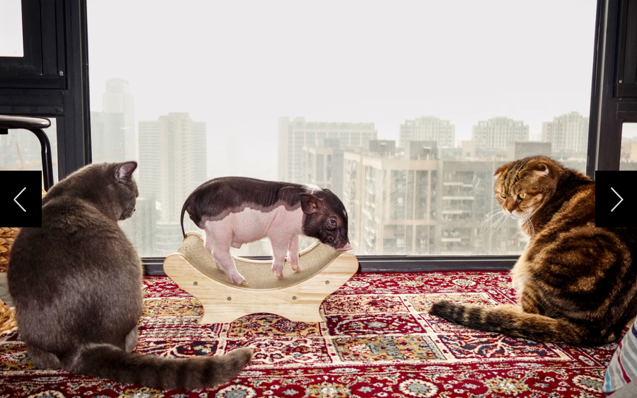 Piggy shares his new home with two cats, who have begun warily interacting with him 