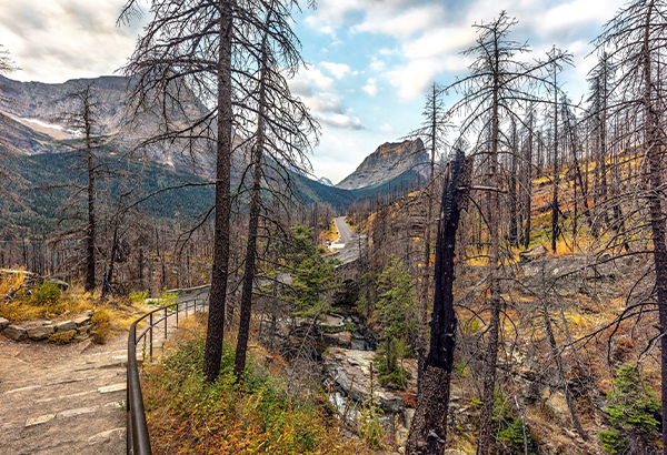 Burnt trees line a path in Glacier National Park in the aftermath of a 2017 fire. The Montana park—infamous for its melting glaciers—is among western parks confronting intense wildfires as a primary sign of climate change.