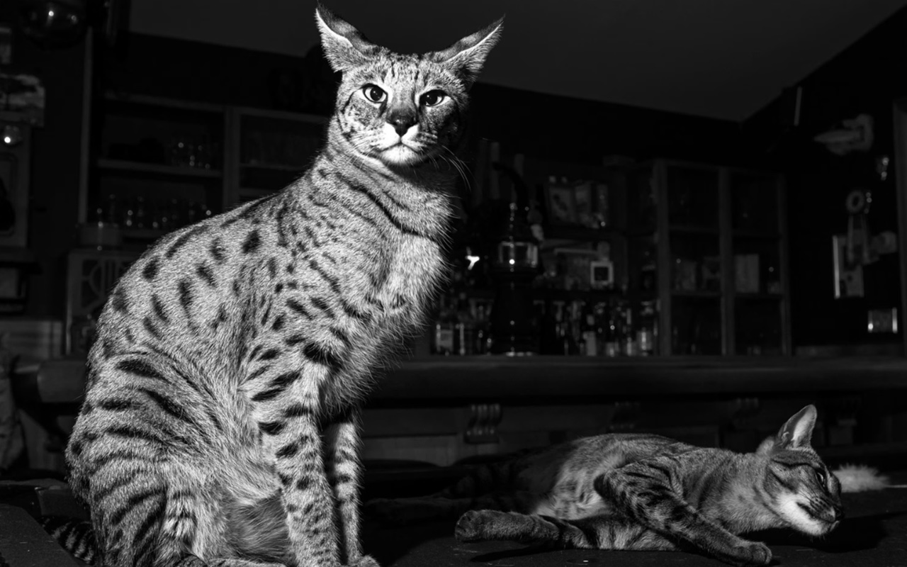 A first-generation Savannah cat—the offspring of a domestic cat mother and serval father—is seen with another Savannah cat in a portrait.