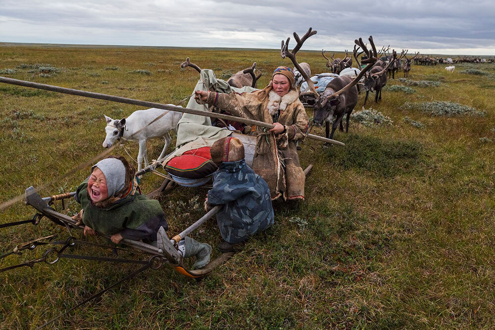 A caravan of reindeer pulled sleds