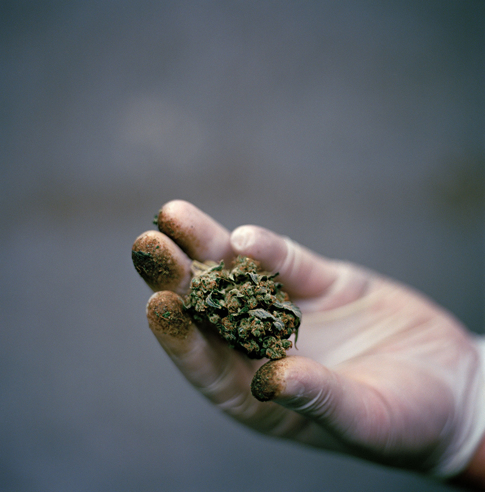 A Seattle cannabis worker cradles the resin-dusted bud of a strain called Blueberry Cheesecake.