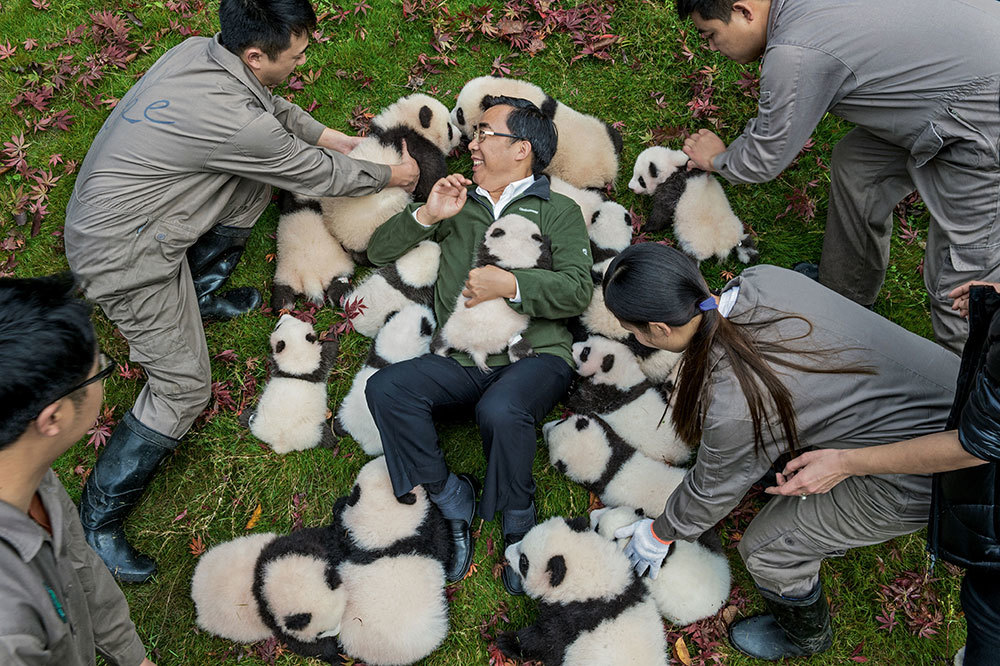 Zhang Hemin aka Papa Panda lays among panda bear cubs