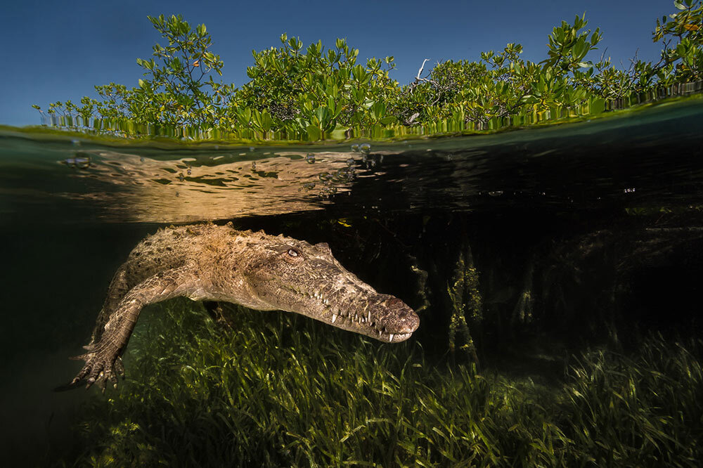 A submerged American crocodile, Crocodiles acutus, swims in the dense mangroves within the Gardens of the Queen National Marine Park