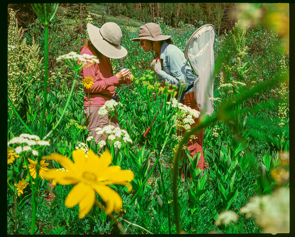 Two ecologists in a meadow