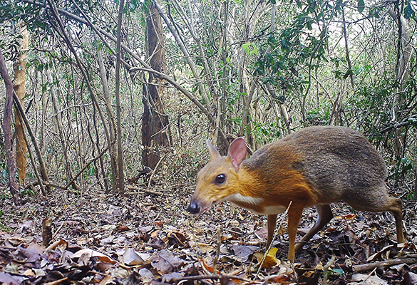 A camera trap captured a photo of silver-backed chevrotain (Tragulus versicolor), which had been lost to science for nearly 30 years. It remains barely studied.