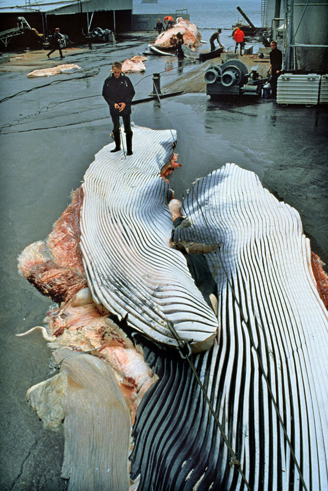 A photograph of a man standing on flesh from a whale