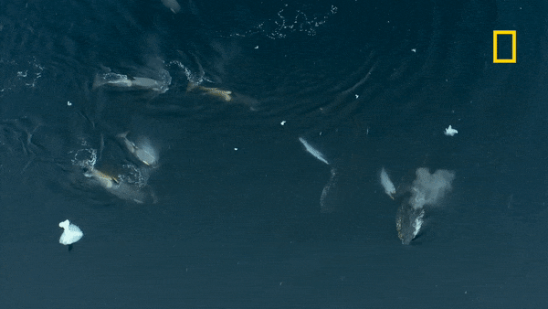 a gif of humpback whales interfering with orcas