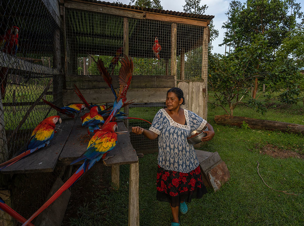 A picture of a woman feeding a handful of bright red macaws