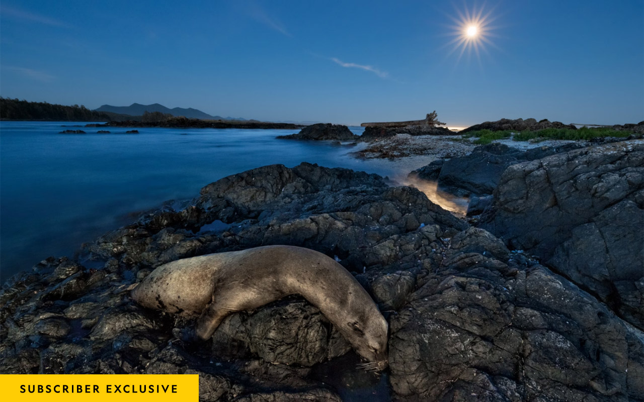 Thousands of California sea lions, such as this one on rocks near Canada’s Vancouver Island, died in 2014 and 2015. Many starved as they struggled to find food in an unusually warm eastern Pacific.