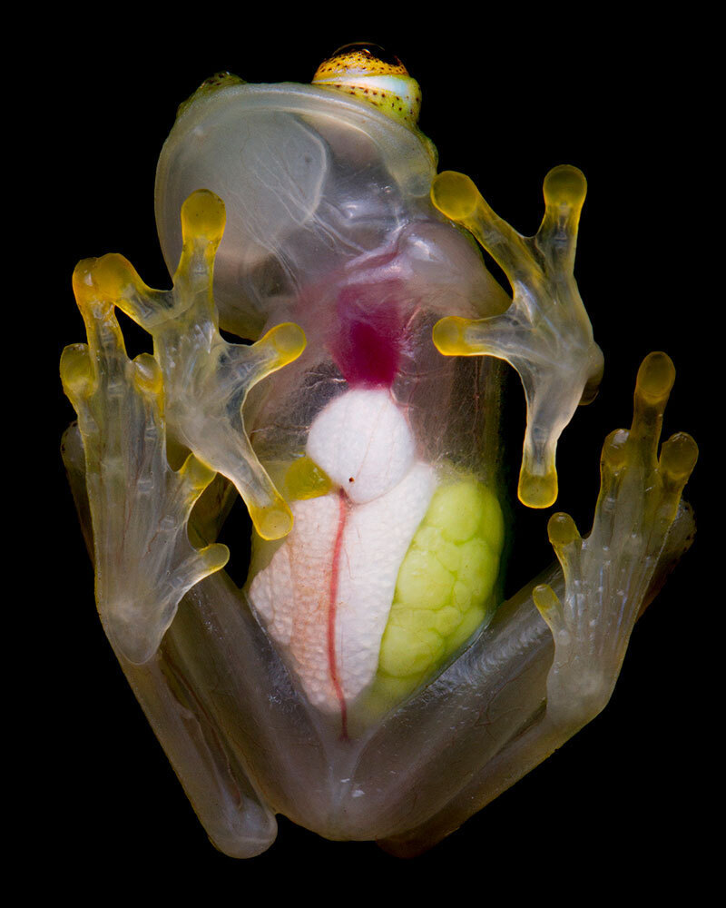 A picture of a mostly transparent frog from below