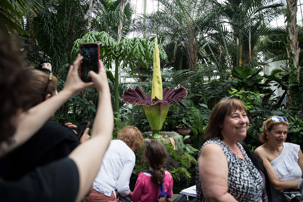 Tourists pose by and take photos of an enormous corpse flower in bloom inside an indoor botanical garden.